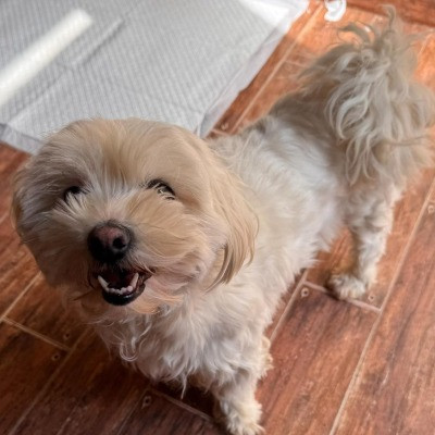 Daisy